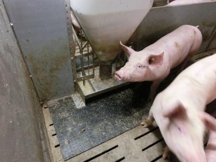 schoon rond topfeeder